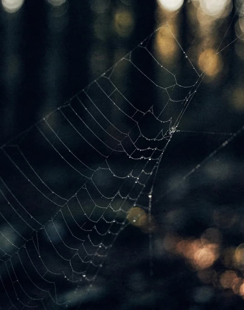 Dew-covered spiderweb lit against a dark background