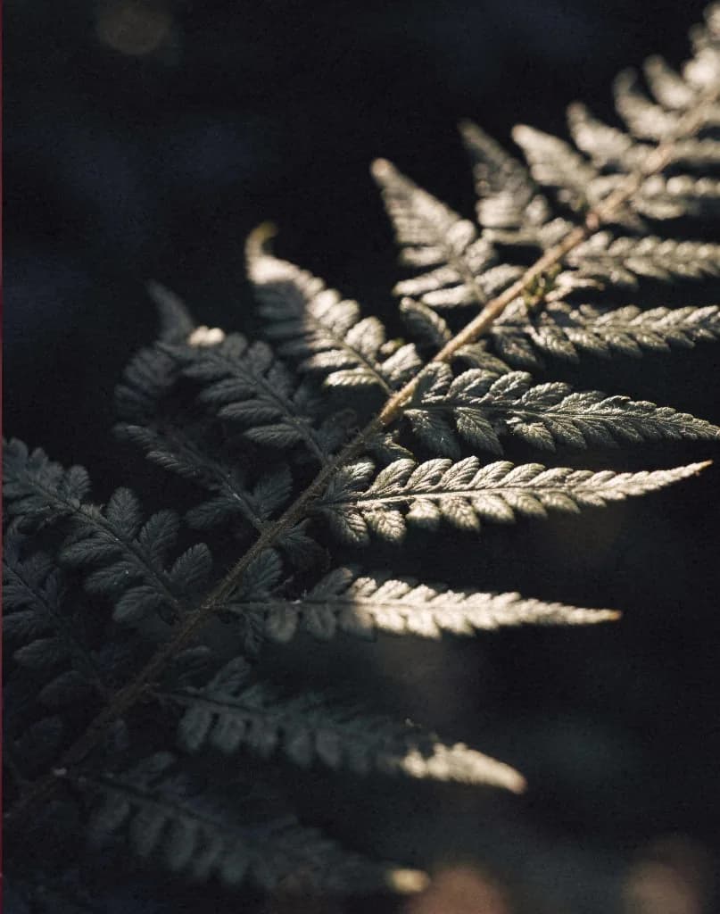Fern frond lit against a dark background