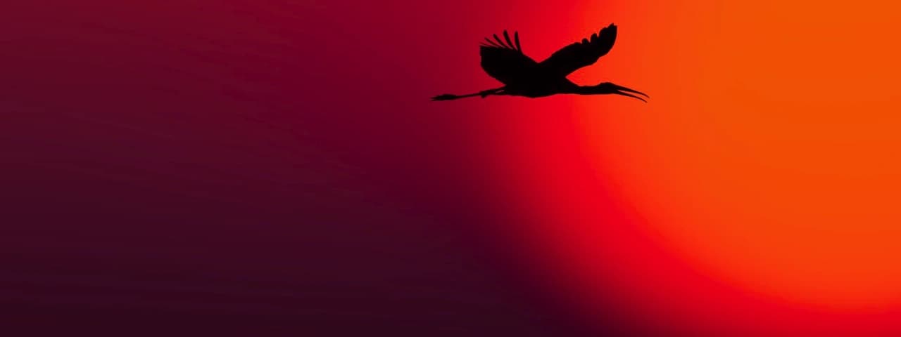 A bird in silhouette flying across a red and orange sky