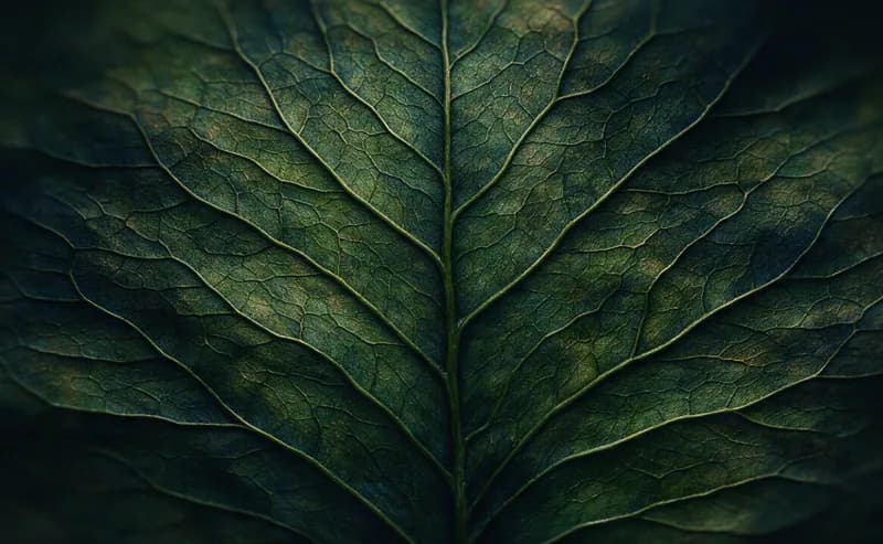 Close-up of the veins of a green leaf