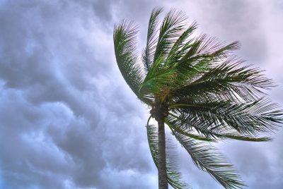 wind-hurricane-tree